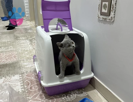 British shorhair 4 aylık ( dişi )