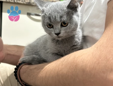 British shorhair 4 aylık ( dişi )