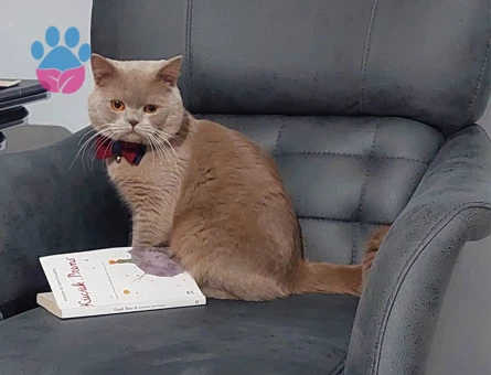 British Shorthair Gelin Adayı Aranıyor