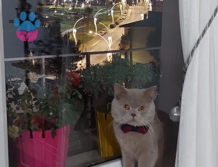 British Shorthair Gelin Adayı Aranıyor