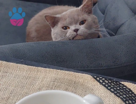 British Shorthair Gelin Adayı Aranıyor