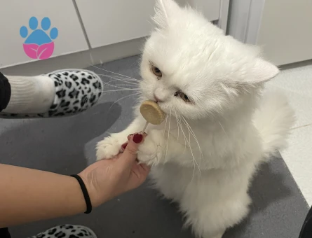 İran Kedisi Oğlumuza eş arıyoruz