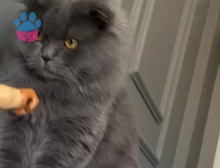 Scotish fold kedime dişi arıyorum