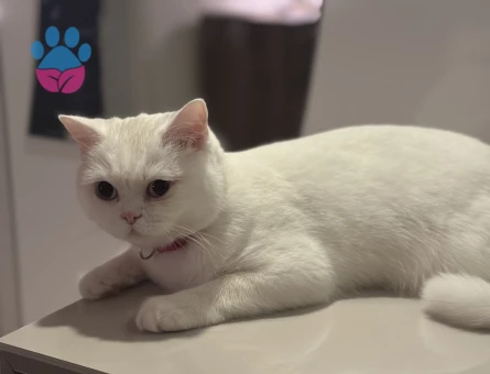 British Shorthair Dişi kedime Eş Arıyorum