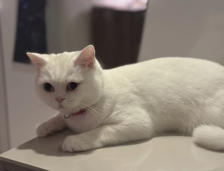 British Shorthair Dişi kedime Eş Arıyorum - 118980772