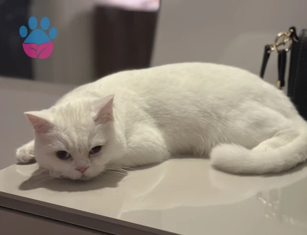 British Shorthair Dişi kedime Eş Arıyorum