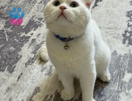 British Shorthair Kedim İçin Eş Arıyorum