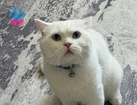 British Shorthair Kedim İçin Eş Arıyorum