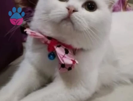 Scottish Fold Kedime Es arıyorum