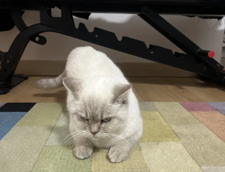 British Shorthair Blue point kızımız - 118980776