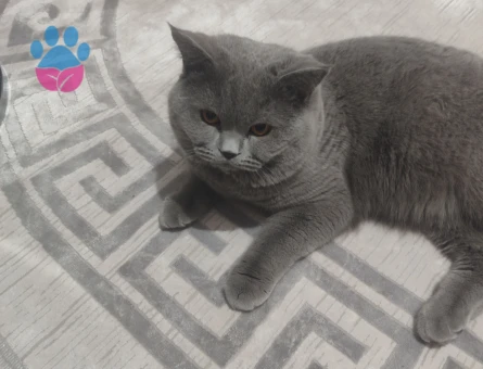 British Shorthair Kedim Eş Arıyor