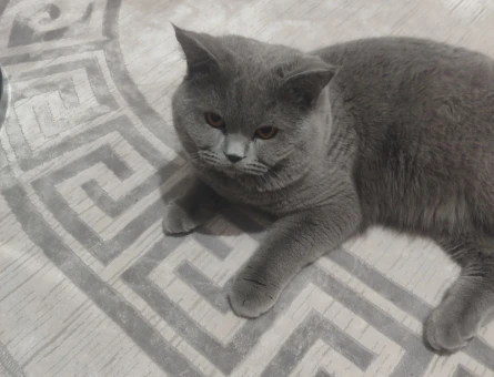 British Shorthair Kedim Eş Arıyor - 118980777