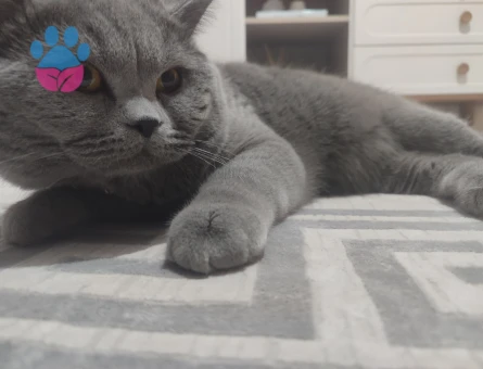 British Shorthair Kedim Eş Arıyor