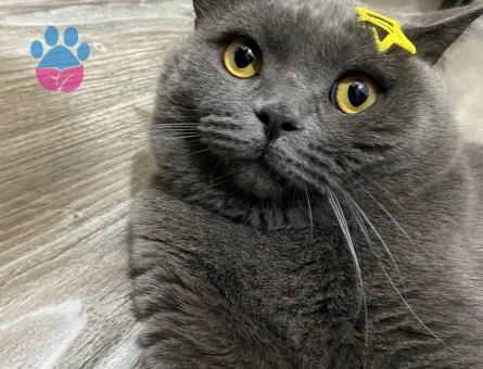 British Shorthair 1,5 Yaşında Eş Arıyor