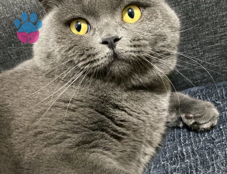 British Shorthair 1,5 Yaşında Eş Arıyor