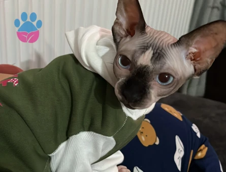 Sfenks KIZIMIZ MİYA İÇİN EŞ ARIYORUZ