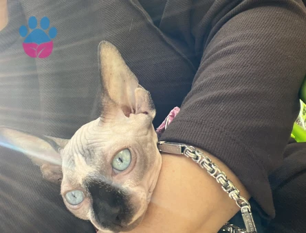 Sfenks KIZIMIZ MİYA İÇİN EŞ ARIYORUZ