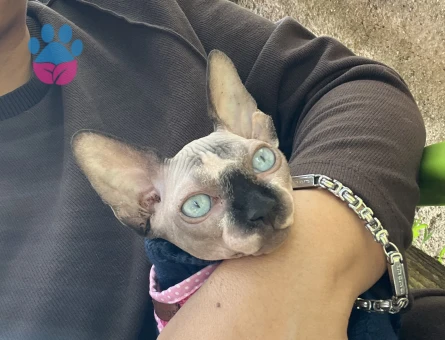 Sfenks KIZIMIZ MİYA İÇİN EŞ ARIYORUZ