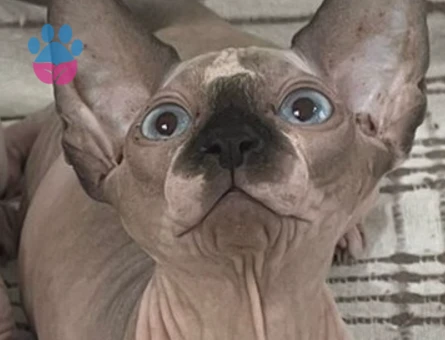 Sfenks KIZIMIZ MİYA İÇİN EŞ ARIYORUZ