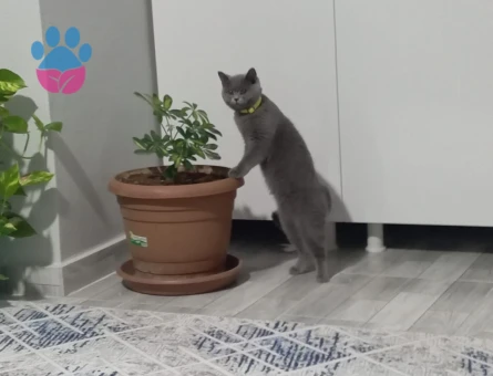 British Shorthair Kızgınlıkta