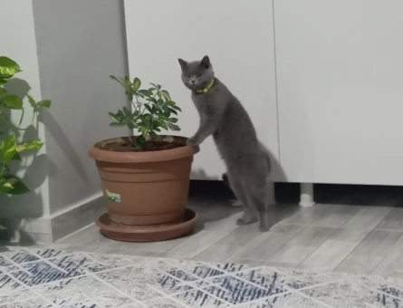 British Shorthair Kızgınlıkta - 118980780