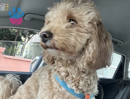 Toy poddle 3 yaşında