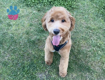 Toy poddle 3 yaşında