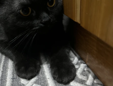 Scottish Fold Gölge Kızıma Eş Arıyorum 1 Yaşında - 118973563