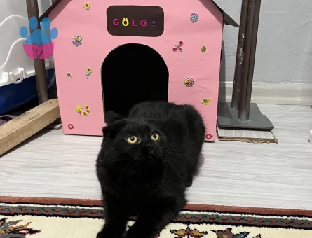 Scottish Fold Gölge Kızıma Eş Arıyorum 1 Yaşında