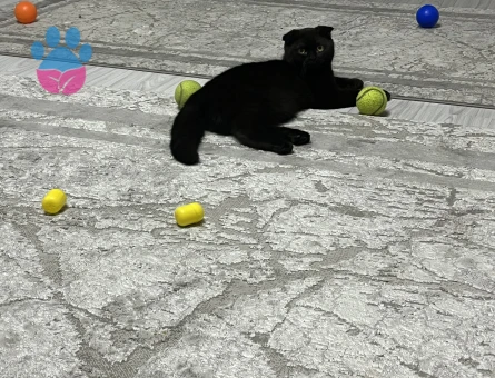 Scottish Fold Gölge Kızıma Eş Arıyorum 1 Yaşında