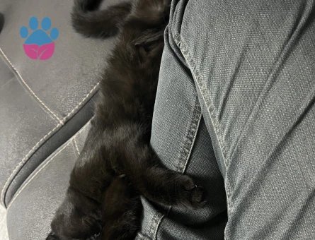 Scottish Fold Gölge Kızıma Eş Arıyorum 1 Yaşında