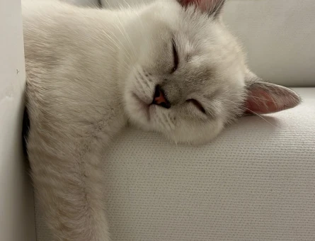 British Shorthair 8 Aylık Kedim Eş Arıyor - 118973564