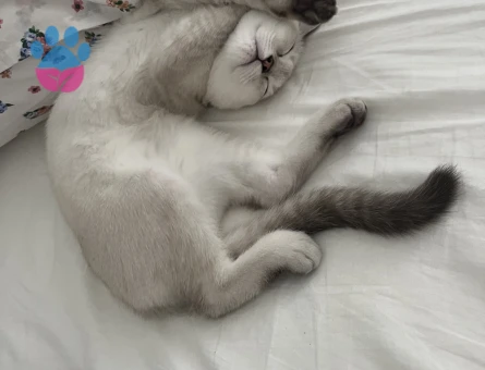British Shorthair 8 Aylık Kedim Eş Arıyor