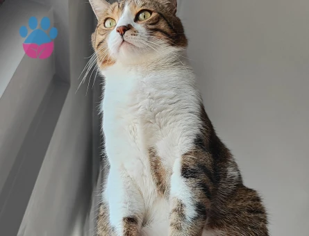 Tekir 5 Yaşında Kedime Eş Arıyorum