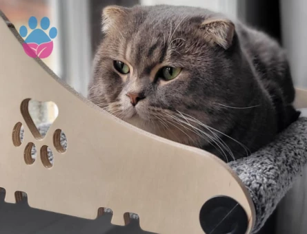 Scottish Fold 1 Yaşında Eş Arıyor