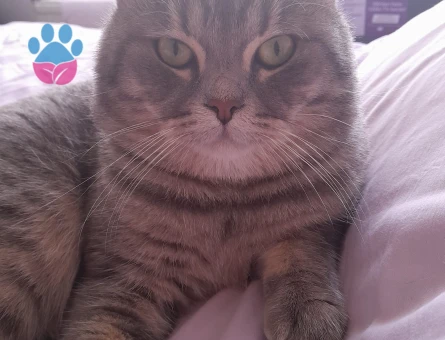 Scottish Fold 1 Yaşında Eş Arıyor