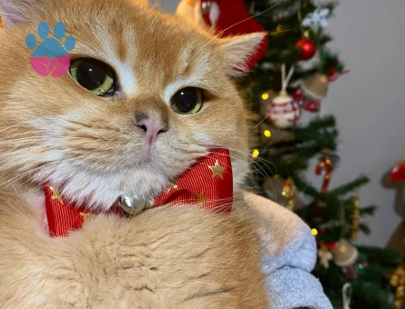 Erkek British Shorthair Kedime Dişi Eş Arıyorum