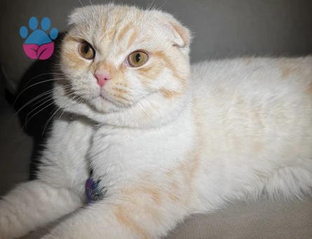 Kayısımıza eş arıyoruz