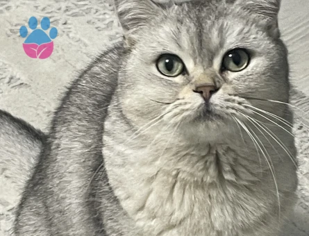 Canımız Kızımıza Eş aramaktayız