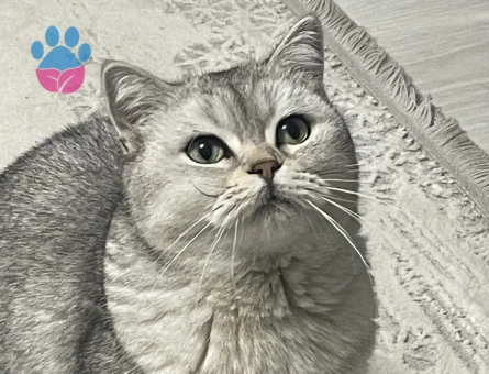 Canımız Kızımıza Eş aramaktayız