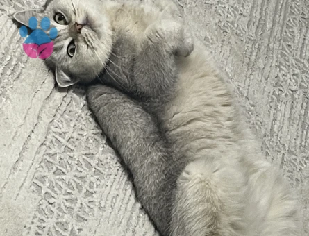 Canımız Kızımıza Eş aramaktayız