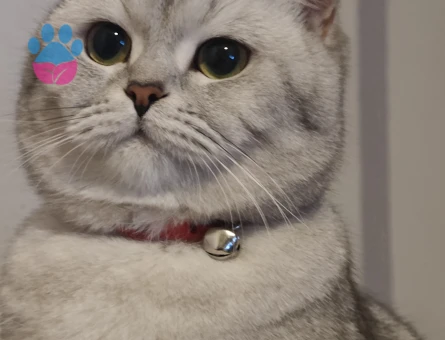 BRİTİSH SHORTHAİR PAMUK