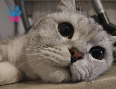 BRİTİSH SHORTHAİR PAMUK