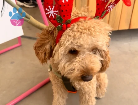 Oğluşumuza eş arıyoruz