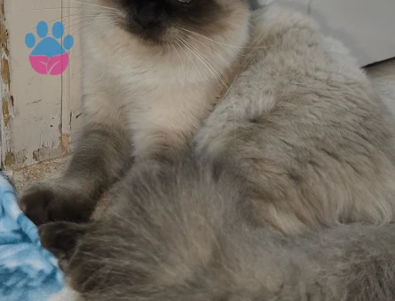 Siyam cinsi dişi kedi