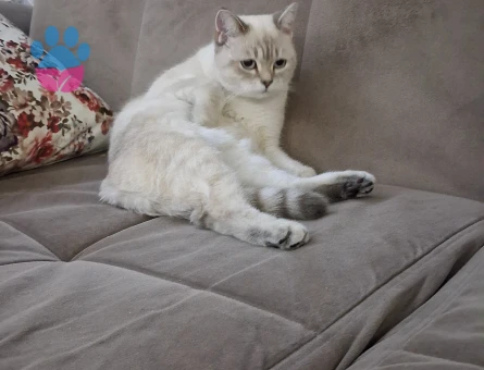 Yeni kızgınlığa girmiş kızımıza Yakışıklı bir damat arıyoruz