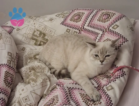 Yeni kızgınlığa girmiş kızımıza Yakışıklı bir damat arıyoruz