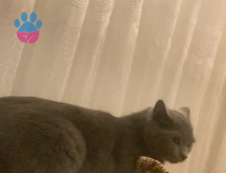 Kızıma Eş Arıyorum