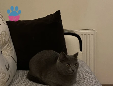 Kızıma Eş Arıyorum