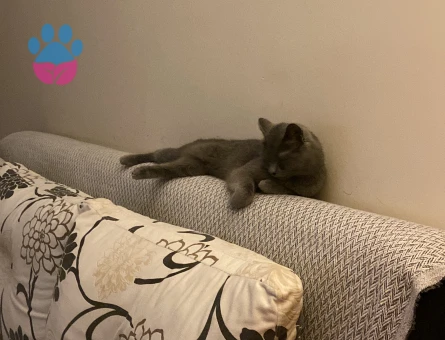 Kızıma Eş Arıyorum